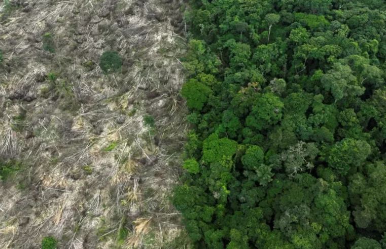 Taxa de desmatamento na Amazônia cai 22% de acordo com o INPE