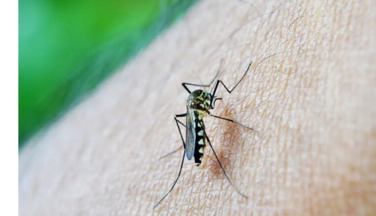 Paraíba confirma terceira morte por dengue e outros dois casos estão em investigação