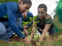 Nova Acrópole celebra o Dia da Terra com ações voluntárias