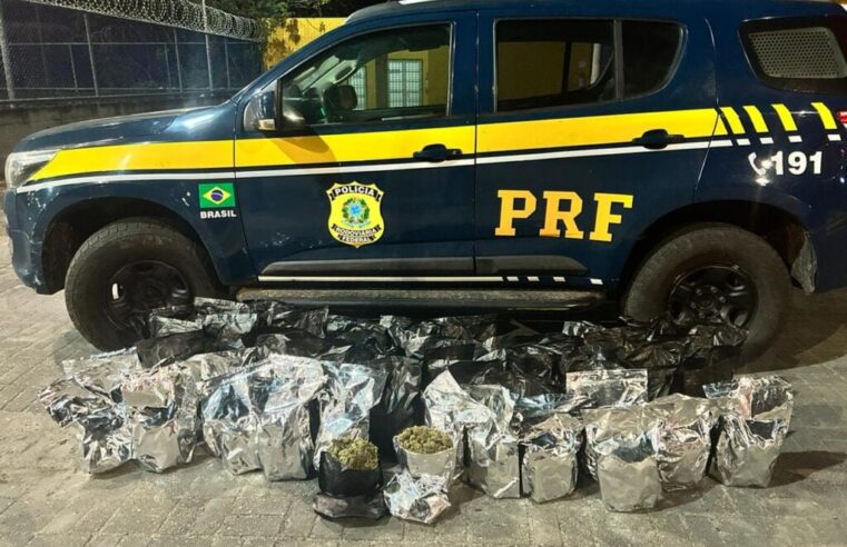 PRF apreende 30kg de ‘skunk’ em Alhandra/PB; um homem foi preso