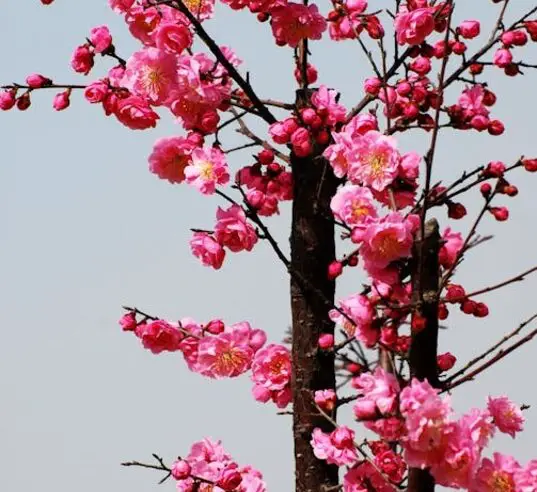 Primavera é a estação do ano marcada pelo florescimento das plantas