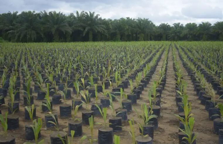 Grupo BBF contribui com agricultura sustentável na Amazônia