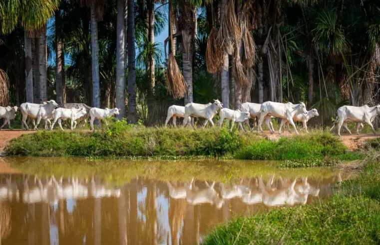 Parintins Agropecuária estará presente na Expoferr