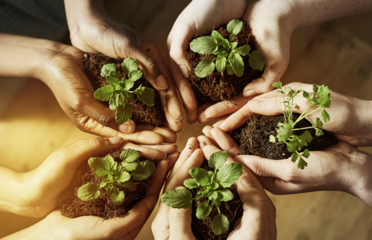 Educação Ambiental visa desenvolver a compreensão integrada do meio ambiente