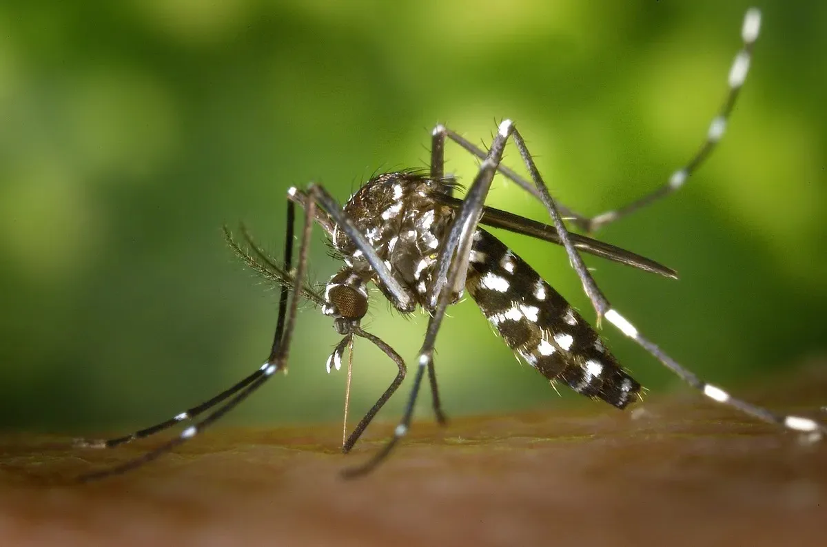 Alerta na Paraíba: Quase 8 mil casos de Dengue em um ano, com 9 mortes confirmadas e surto de Oropouche
