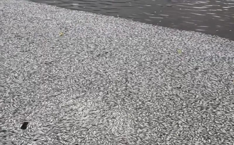 Açude Velho em Campina Grande: Milhares de peixes mortos causam mau cheiro e mobilizam prefeitura