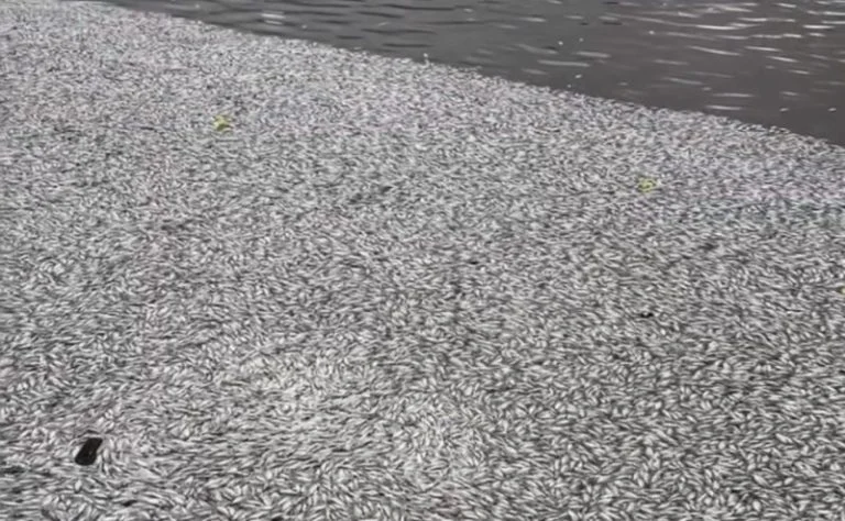 Chocante! 5 Toneladas de Peixes Mortos Flutuam no Açude Velho de Campina Grande; Entenda a Causa Misteriosa