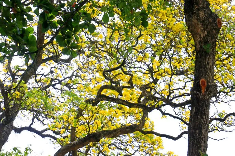 Ipês Amarelos e Roxos Florescem em João Pessoa: Um Espetáculo Natural nas Avenidas da Capital