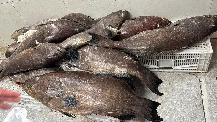 Bar na Praia do Bessa Interditado por Irregularidades Sanitárias Graves: Mais de 100kg de Peixe Sem Refrigeração e Produtos Vencidos