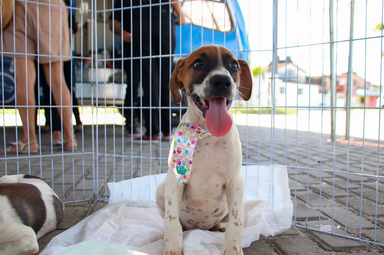 Paraíba Pet: 120 Vagas para Castração Gratuita de Cães e Gatos no Cristo Redentor Nesta Segunda