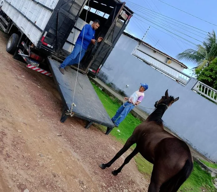 Bayemux: Prefeitura inicia recolhimento de animais de grande porte para garantir segurança viária e bem-estar animal