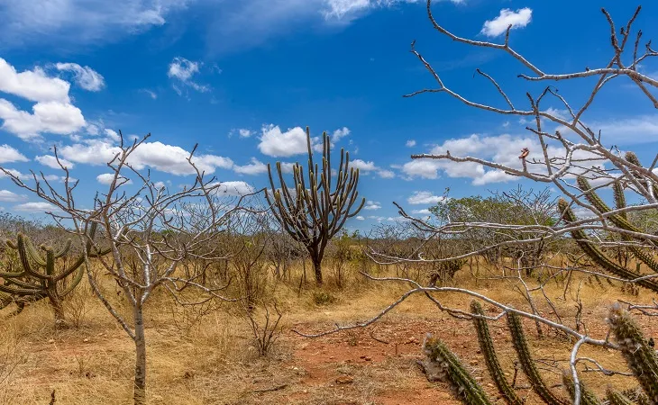 Força-Tarefa Nacional: Operação Caatinga Resiste da Abrampa e MPSE combate crimes ambientais e desmatamento ilegal no bioma