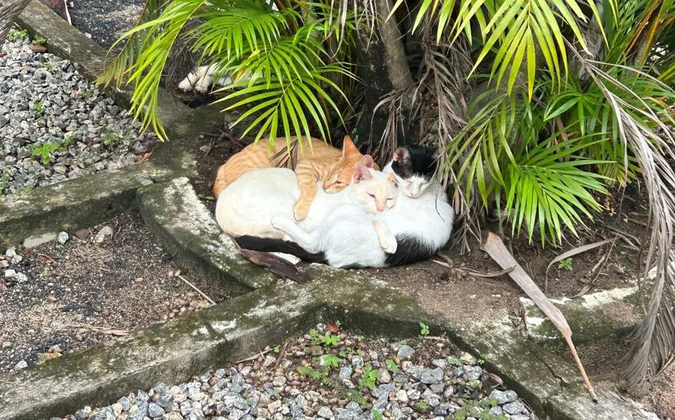 Paraíba Revoluciona Apoio Animal: Governo Lança Inédito Programa Estadual para Protetores e ONGs com Foco em Bem-Estar e Saúde Única