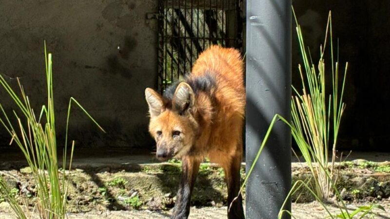 Bica em João Pessoa Ganha Nova Habitante Ilustre Uma Lobo-Guará Fêmea Resgatada Chega Para Fortalecer Conservação e Educação Ambiental