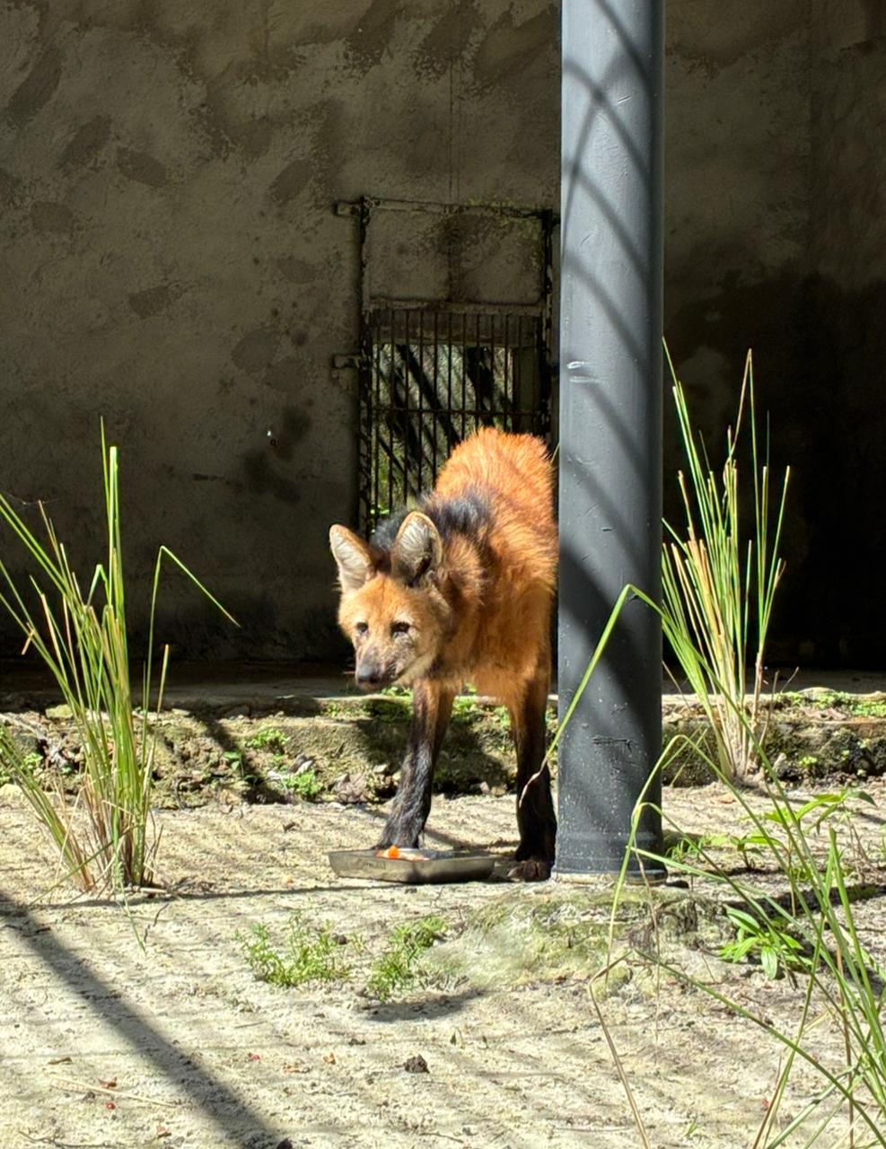 Bica em João Pessoa Ganha Nova Habitante Ilustre Uma Lobo-Guará Fêmea Resgatada Chega Para Fortalecer Conservação e Educação Ambiental