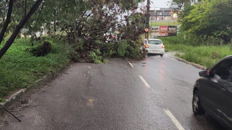 Chuvas fortes derrubam árvores e bloqueiam trânsito em João Pessoa
