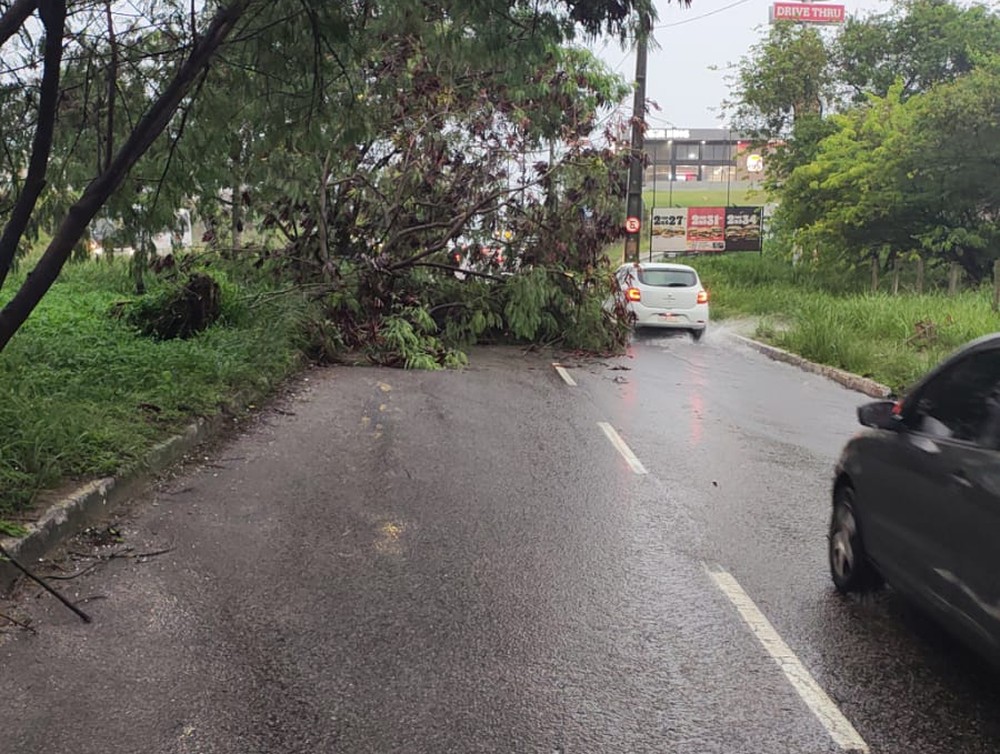 Chuvas fortes derrubam árvores e bloqueiam trânsito em João Pessoa