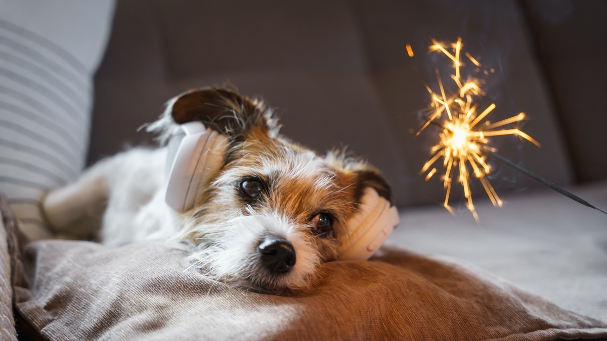 Guarda compartilhada de pets agora é lei; saiba quem decide o futuro do seu animal