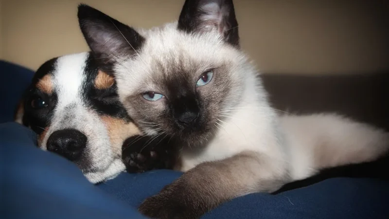 João Pessoa abre cadastro para castração gratuita de cães e gatos no Centro de Zoonoses com ação ‘Sábados da Proteção Animal’