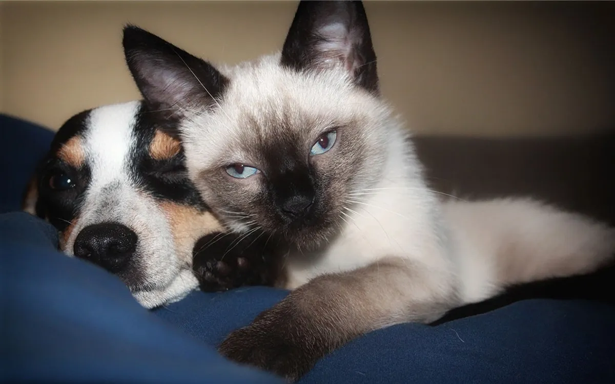 João Pessoa abre cadastro para castração gratuita de cães e gatos no Centro de Zoonoses com ação ‘Sábados da Proteção Animal’