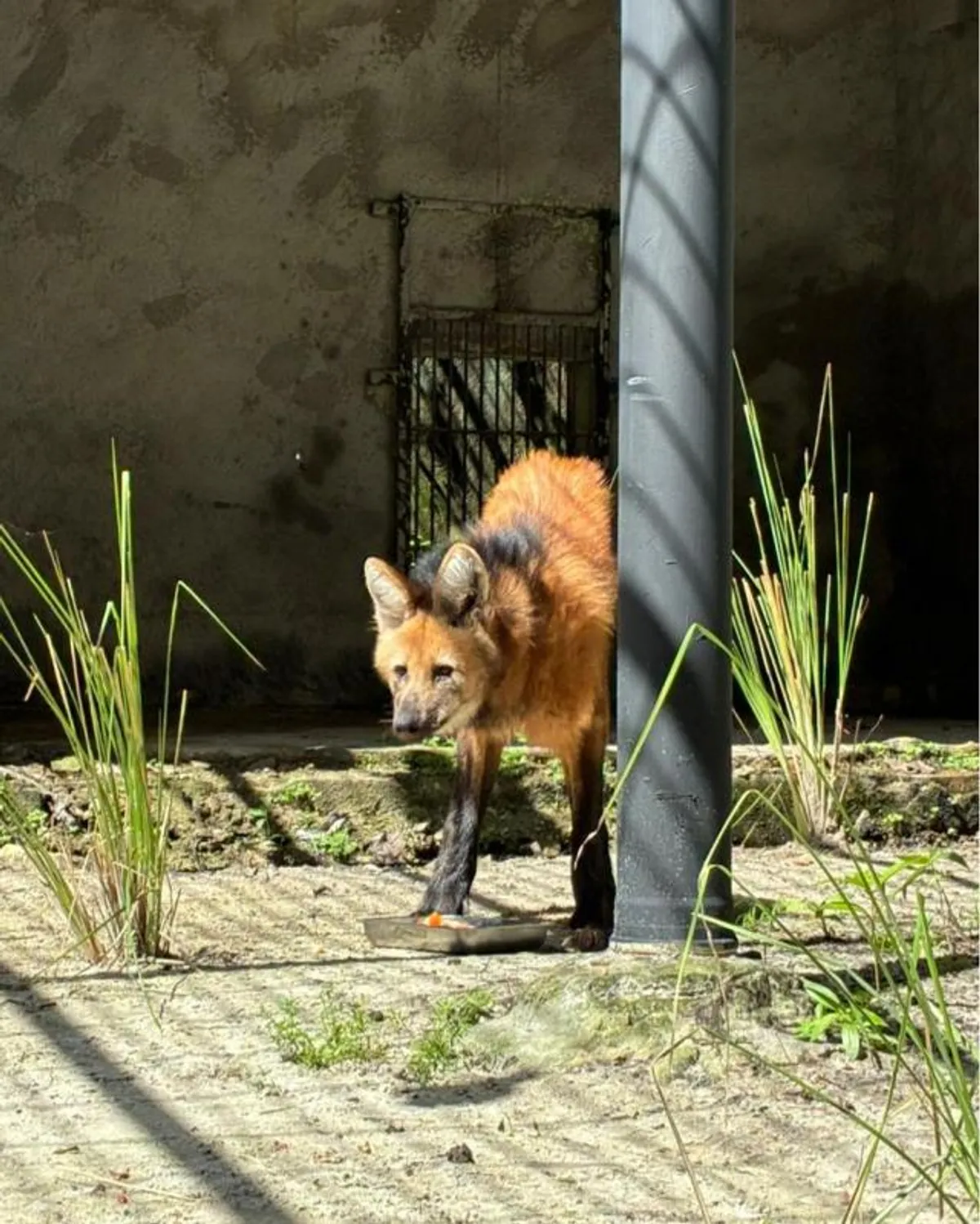 Superação animal: Lobo-guará Mila, resgatada em Goiás com traumatismo cranioencefálico e projétil no pulmão, encontra novo lar e esperança no Parque da Bica em João Pessoa, impulsionando a educação ambiental e a conservação da fauna brasileira