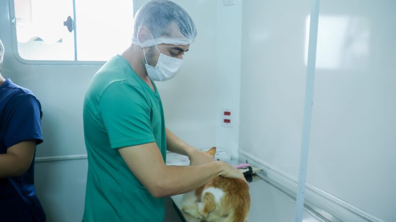 Prazo final para castração gratuita de cães e gatos em João Pessoa: 120 animais serão beneficiados em maio