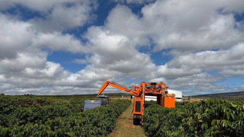 Colheita recorde marca avanço do café no Norte de Minas