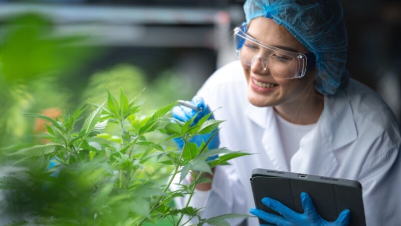 Cannabis medicinal amplia debate industrial no Brasil
