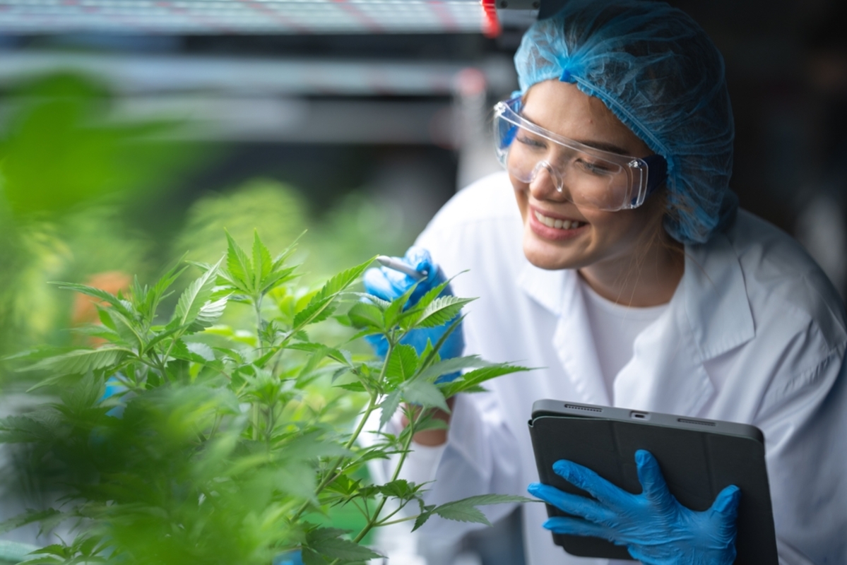 Cannabis medicinal amplia debate industrial no Brasil