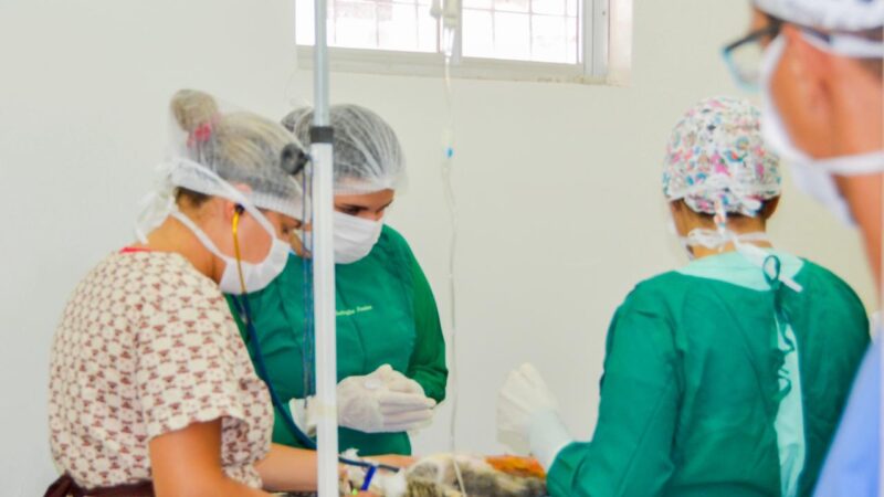 João Pessoa lança mutirão gratuito de castração para cães e gatos em maio com 120 vagas