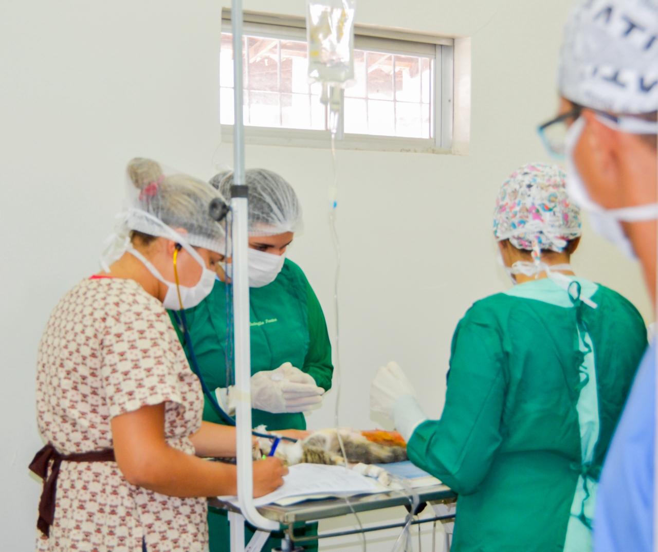 João Pessoa lança mutirão gratuito de castração para cães e gatos em maio com 120 vagas