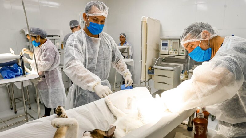 Mutirão histórico em João Pessoa redefine políticas públicas de bem-estar animal com recorde de castrações gratuitas e projeções impressionantes para o controle populacional e saúde ambiental na capital paraibana