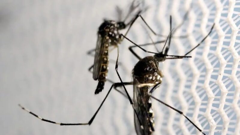 PB alerta: 2,4 mil casos de dengue podem afetar sua saúde agora