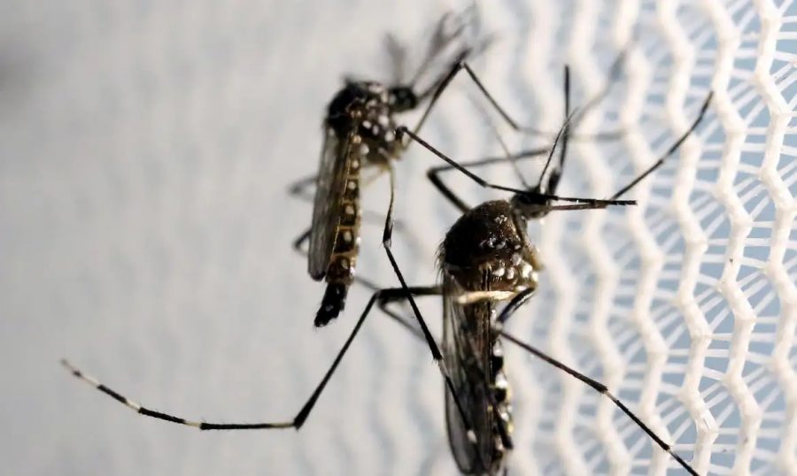 PB alerta: 2,4 mil casos de dengue podem afetar sua saúde agora