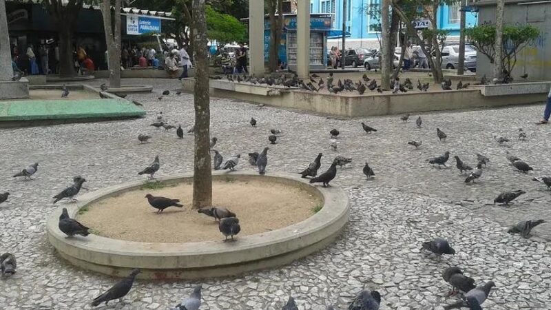 Pombos urbanos: o guia definitivo da secretaria municipal de saúde para um controle eficaz e sem crimes ambientais em joão pessoa