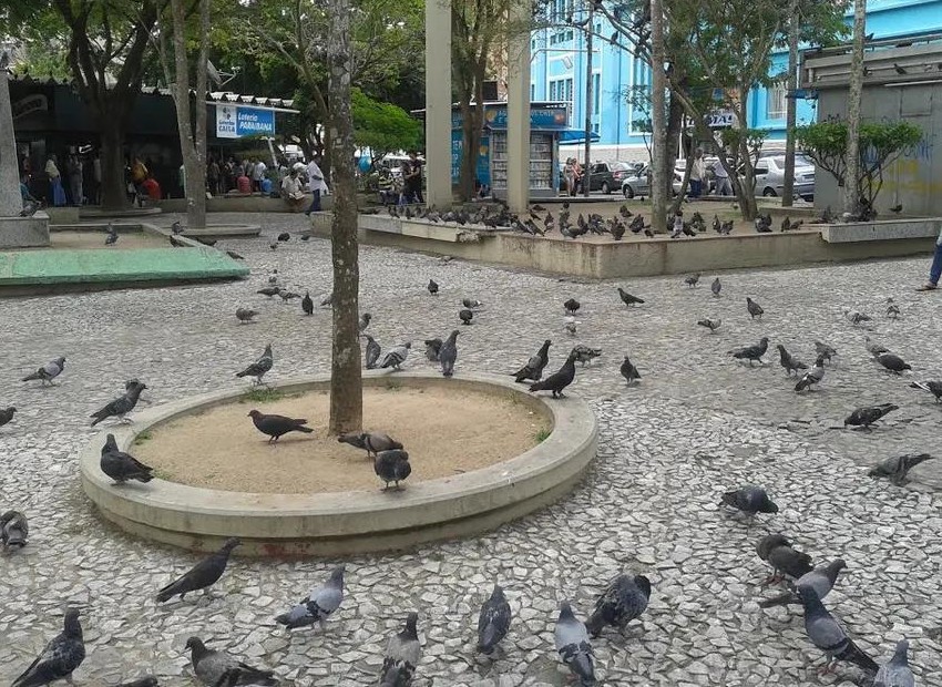 Pombos urbanos: o guia definitivo da secretaria municipal de saúde para um controle eficaz e sem crimes ambientais em joão pessoa