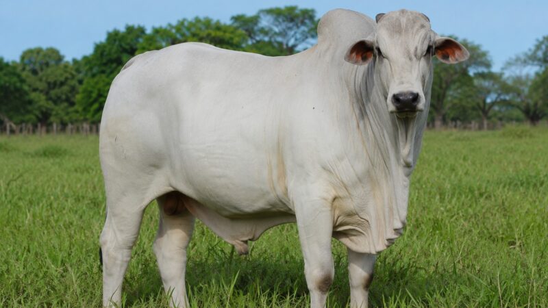 Revolução na pecuária do semiárido paraibano: inteligência artificial e genética animal são estratégias para impulsionar produtividade e resiliência na Expapi