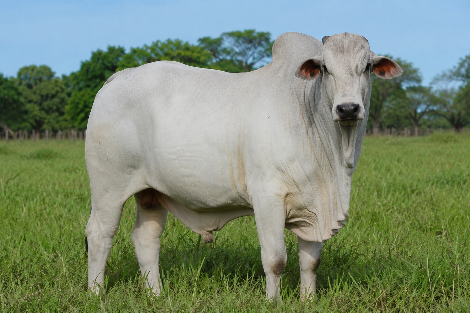 Revolução na pecuária do semiárido paraibano: inteligência artificial e genética animal são estratégias para impulsionar produtividade e resiliência na Expapi