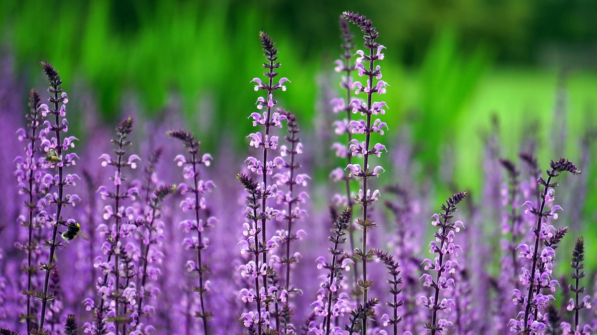 Plantas exigem cuidados específicos conforme o ambiente