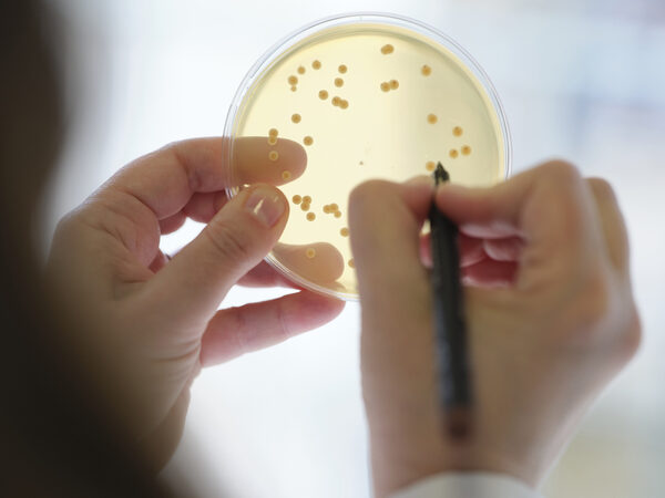 Probióticos em vez de antibióticos na produção animal