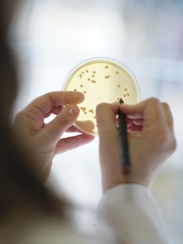 Probióticos em vez de antibióticos na produção animal