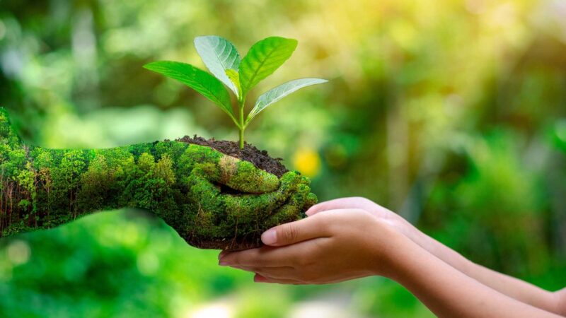 Dia do Meio Ambiente é celebrado em 5 de junho
