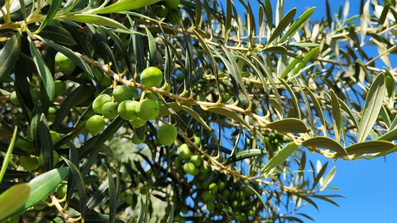 Produção de azeitonas na Califórnia otimiza a importação