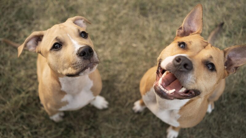 Elanco trata mais de 2 milhões de cães com Zenrelia