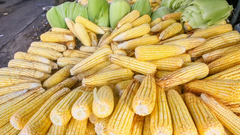 Milho Verde Invade Feiras de João Pessoa: Preparativos para o São João Agitam Mercados Públicos