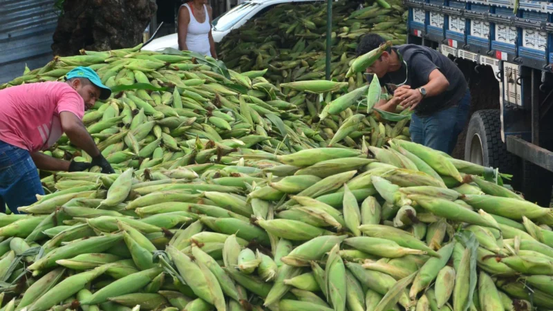 Festas Juninas: Vigilância Sanitária de João Pessoa alerta sobre cuidados essenciais com alimentos derivados do milho