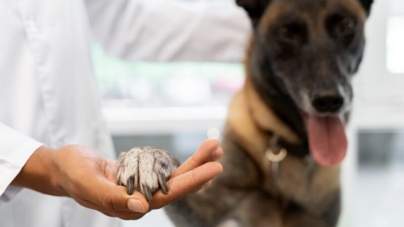 Paraíba impulsiona bem-estar animal com expansão histórica do Castramóvel, oferecendo centenas de cirurgias gratuitas e descentralizando o acesso a serviços veterinários essenciais em quatro municípios estratégicos