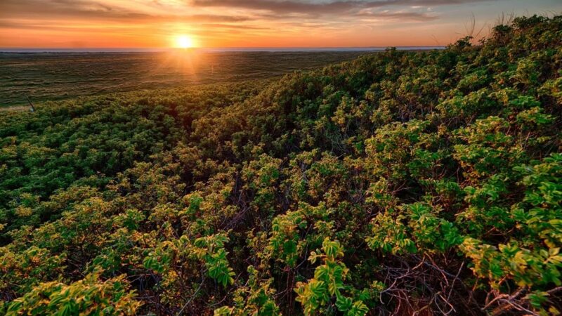 Ecora abre grupos de trabalho para o mercado de carbono