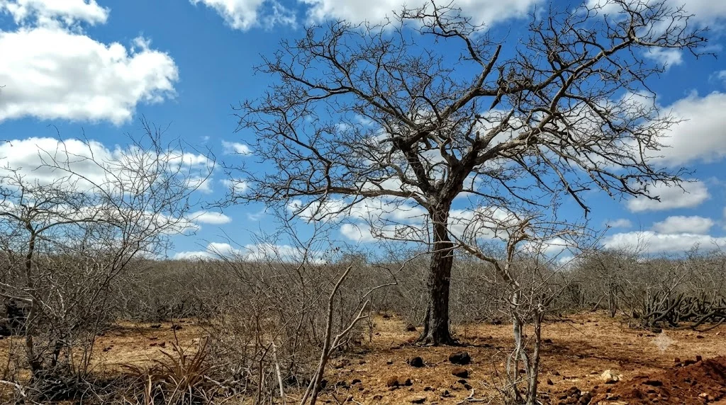 Alerta de Baixa Umidade na Paraíba: 92 Cidades em Risco; Saiba os Cuidados Essenciais e Proteja-se da Secura