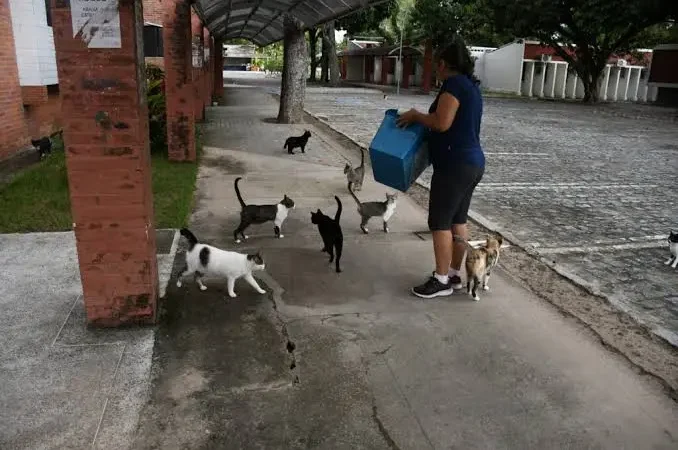 MPT determina que UFPB restrinja acesso de gatos em 180 dias para garantir saúde de estudantes e servidores